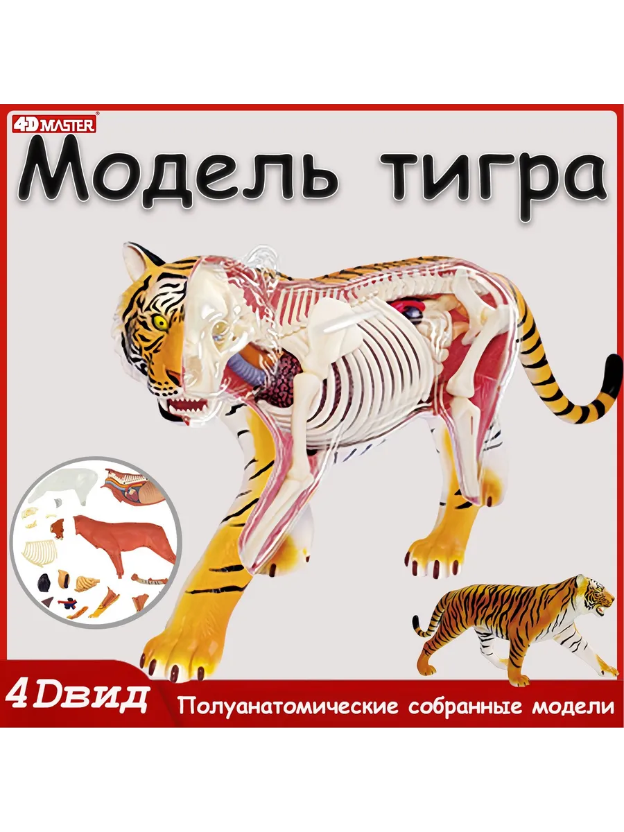 Анатомическая модель тигра 4D MASTER для обучения