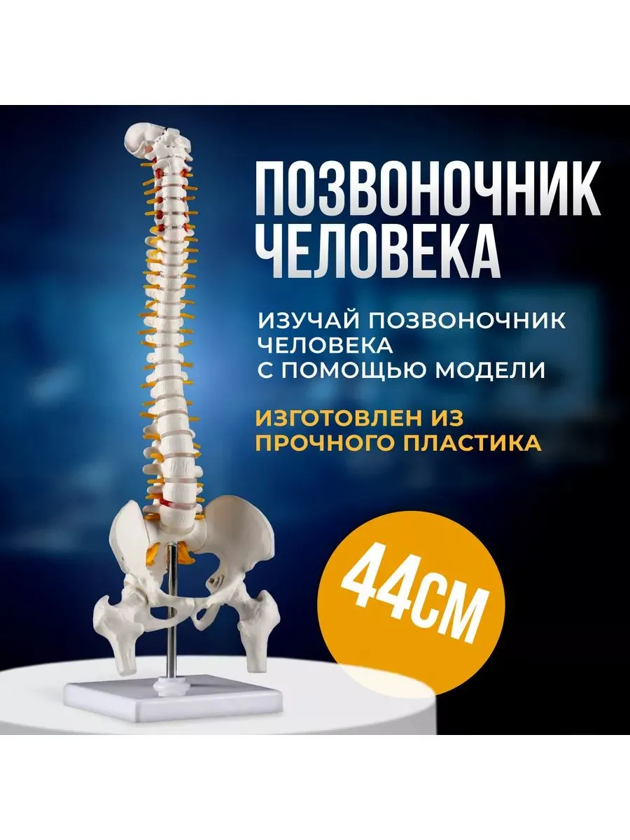 Анатомическая модель позвоночника человека, 45 см