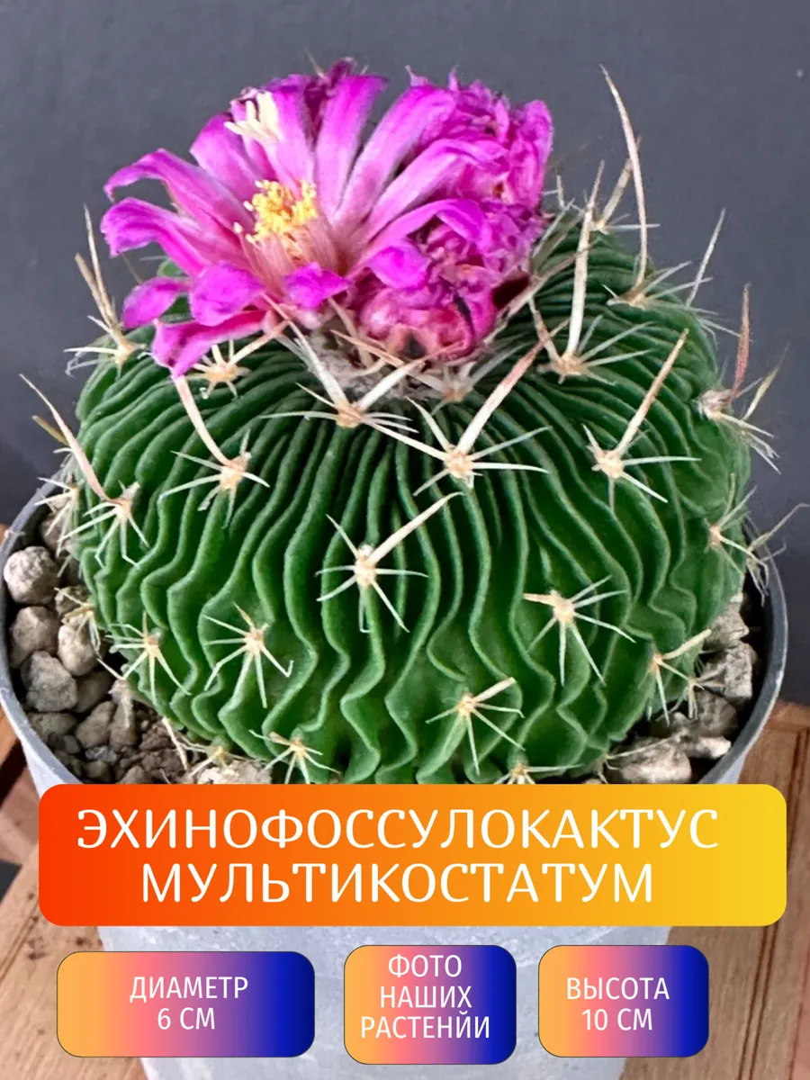 Кактус Эхинофоссулокактус Мультикостатус d6