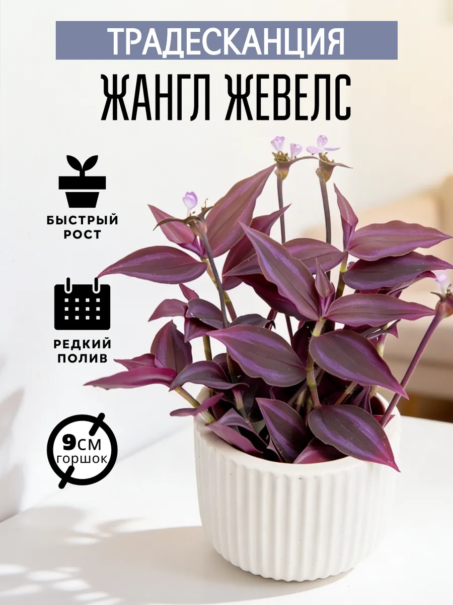 Живые растения Традесканция Жангл Жевелс г
