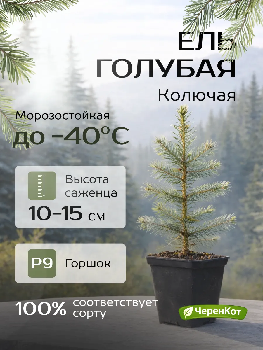 Ель голубая колючая саженец