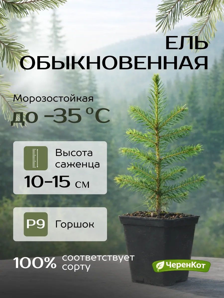 Ель обыкновенная саженец