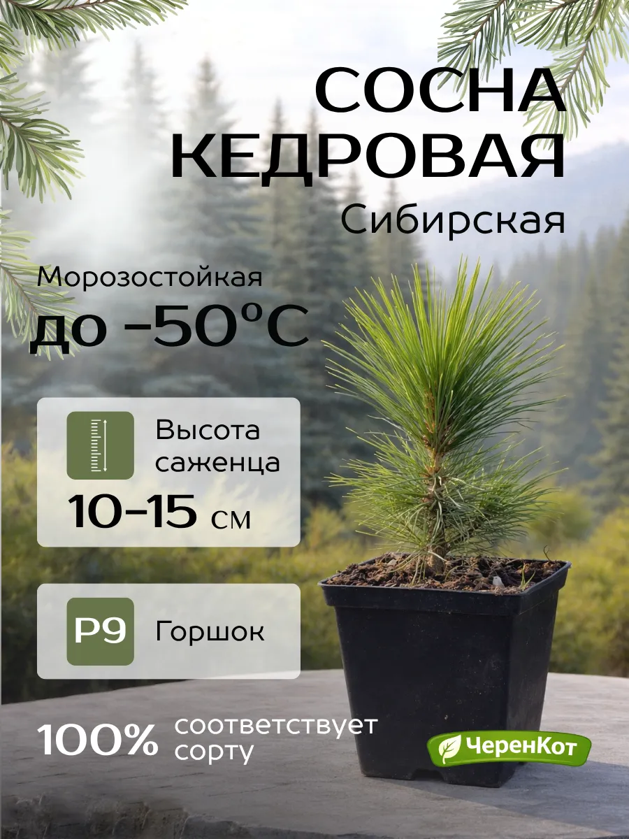 Сосна кедровая сибирская саженец