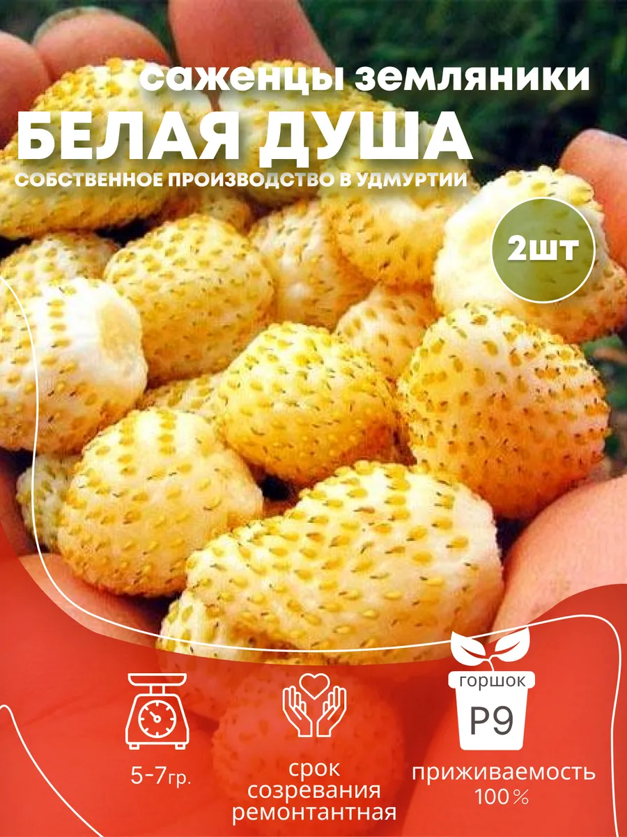 Рассада саженцы земляники ремонтантной «Белая Душа», 2 шт.