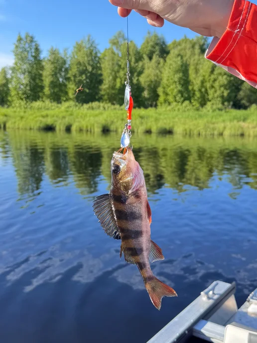 Proberos Блесна вертушка рыбка 12,7 гр с двумя лепестками, 12,7 г, фото 3