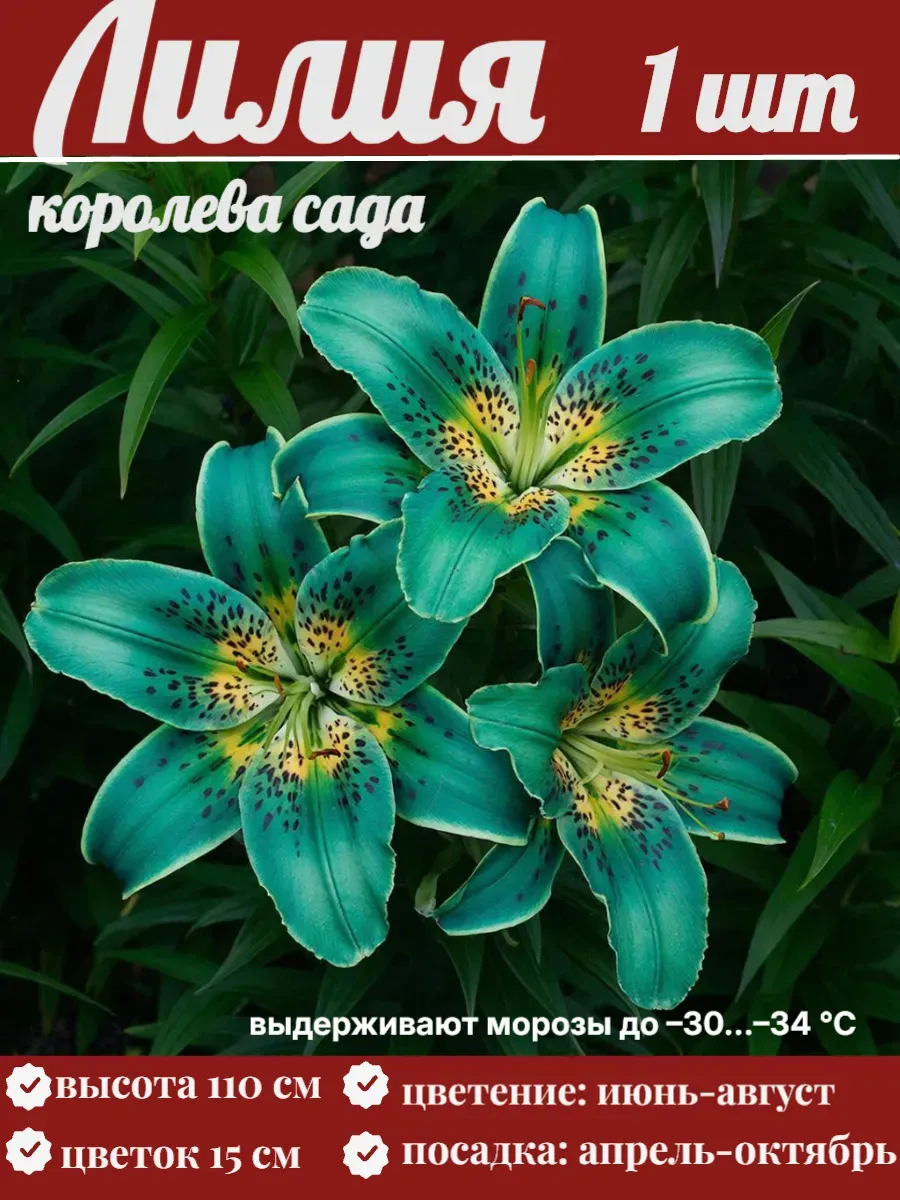 Лилии луковицы многолетние крупные морозостойкие