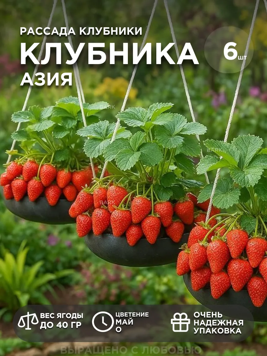 Клубника саженцы рассада Азия 6 шт