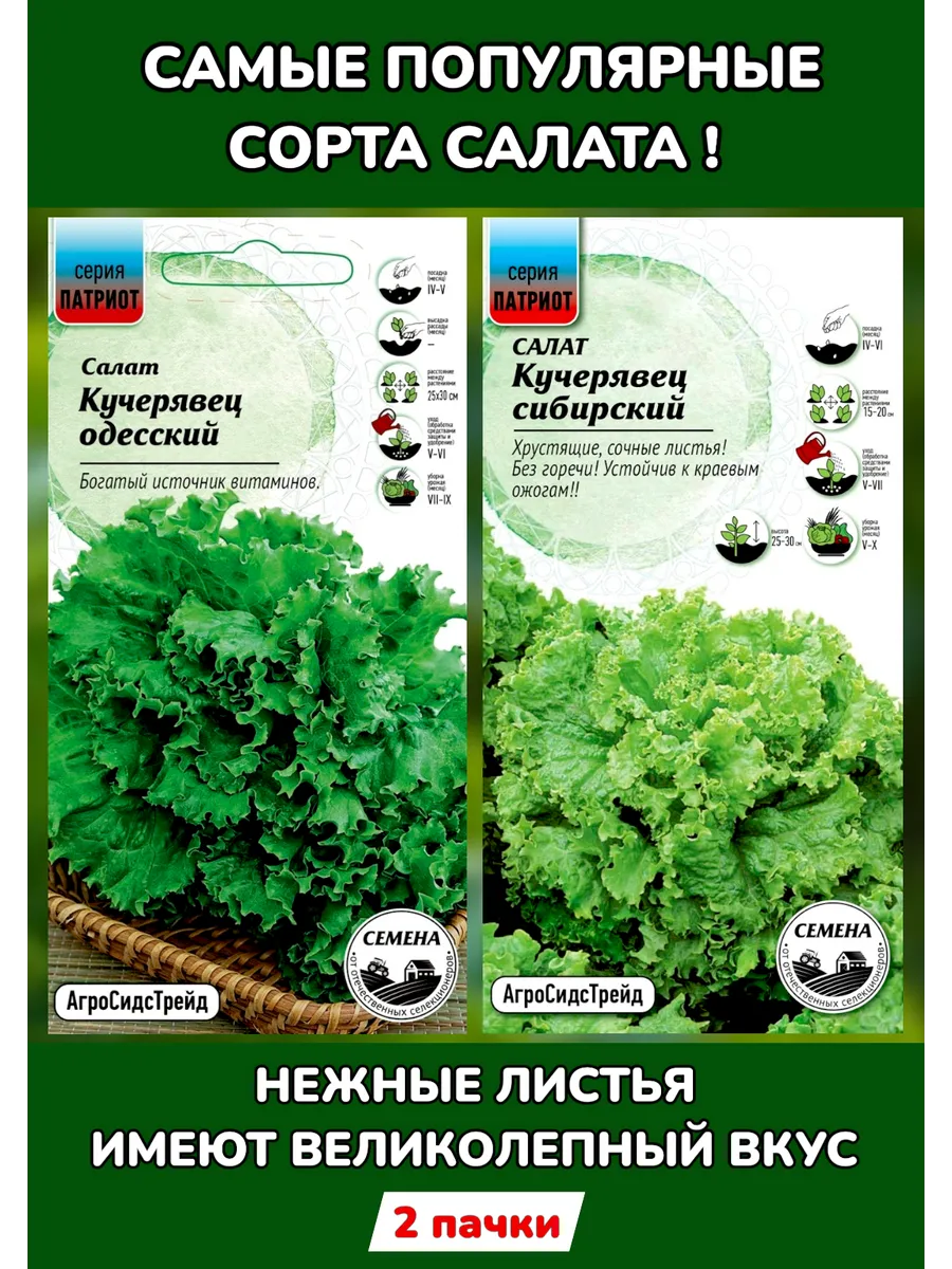 Салат Кучерявец Одесский и Сибирский