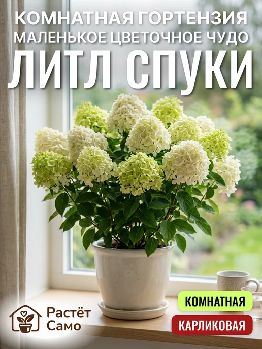 Растёт Само Гортензия комнатная в горшке живая саженцы Литл Спуки, зеленый