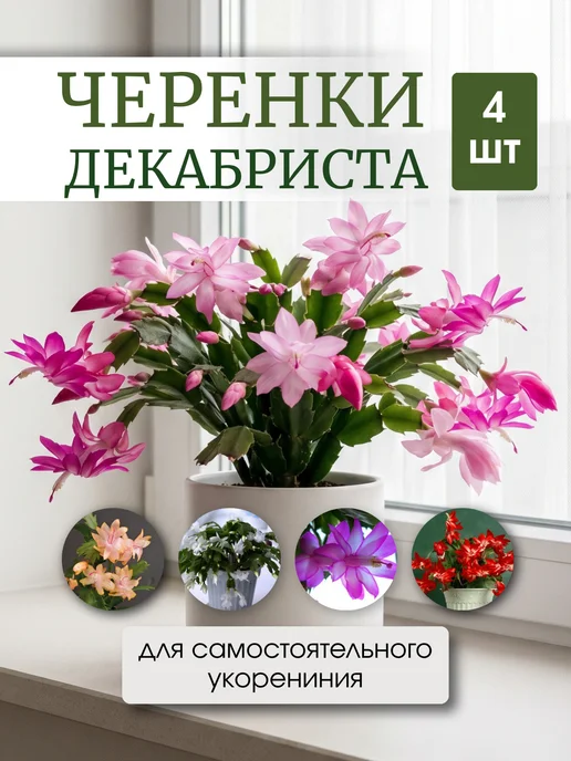 Черенки Декабриста Шлюмбергера Комнатные растения 4 шт, 4 шт
