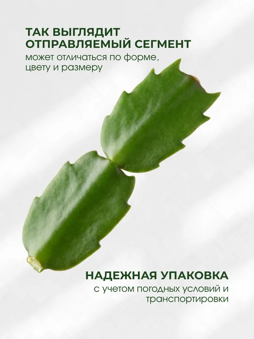 Черенки Декабриста Шлюмбергера Комнатные растения 4 шт, 4 шт, фото 2