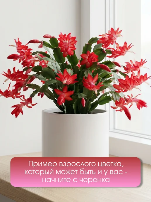 Черенки Декабриста Шлюмбергера Комнатные растения 4 шт, 4 шт, фото 3