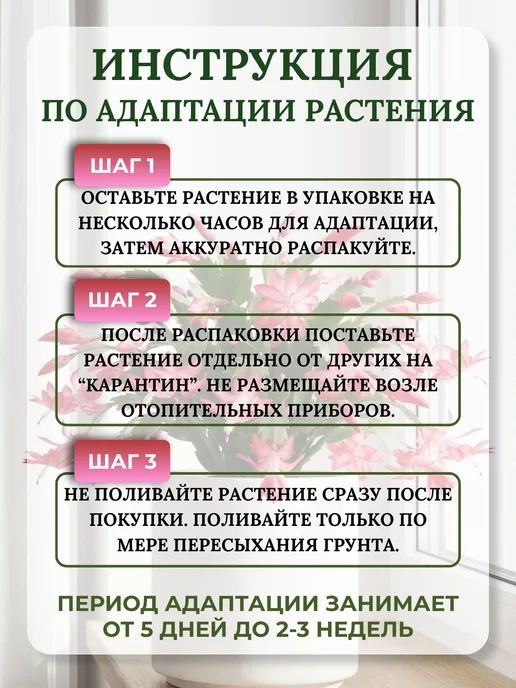 Черенки Декабриста Шлюмбергера Комнатные растения 4 шт, 4 шт, фото 4
