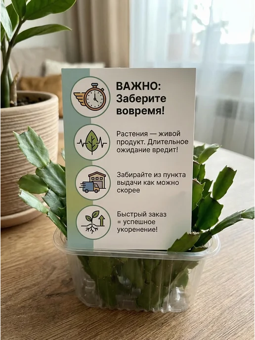 Черенки Декабриста Шлюмбергера Комнатные растения 4 шт, 4 шт, фото 7