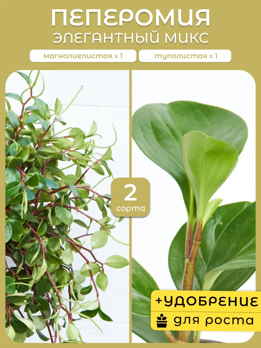 Пеперомия Микс живое комнатное растение черенки