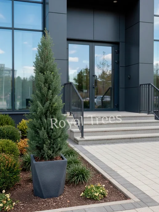 Royal Trees Искусственное дерево Туя 120 см, зеленый, фото 5