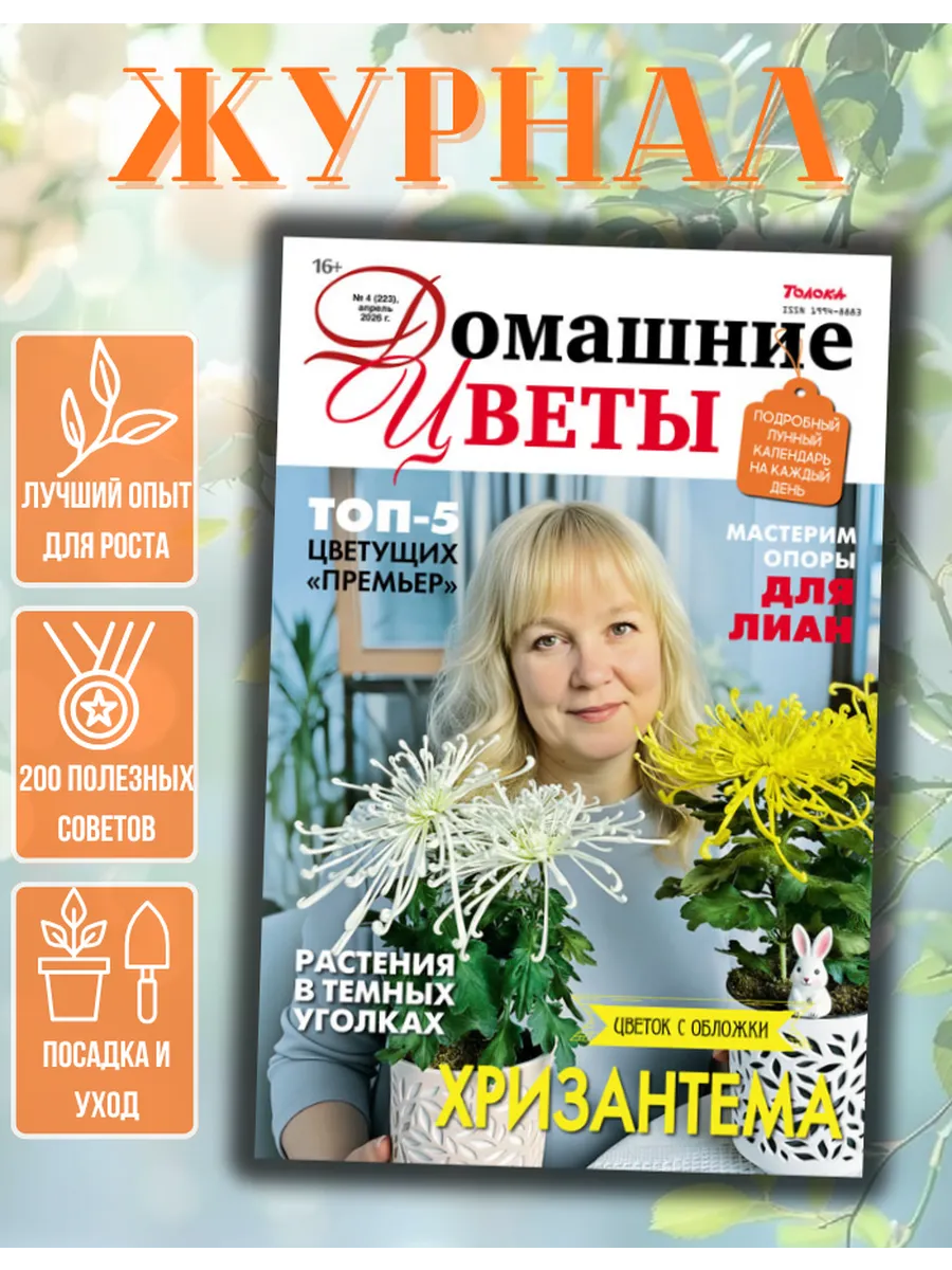Домашние цветы№4/26. Хризантема