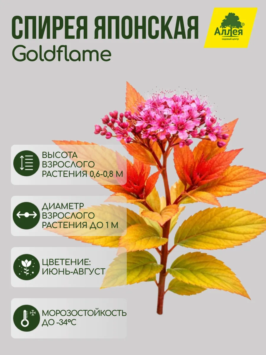 Спирея японская Goldflame