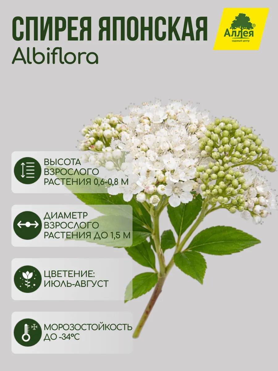 Спирея японская Albiflora