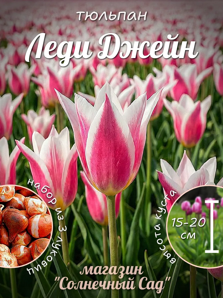 Тюльпаны луковицы Леди Джейн 3 шт