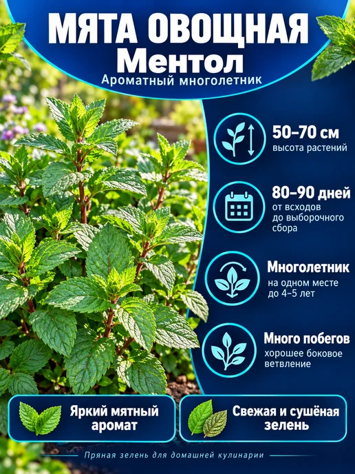 Агрофирма АЭЛИТА Оригинал Мята Ментол семена многолетняя для чая и подоконника Аэлита, зеленый, фото 2