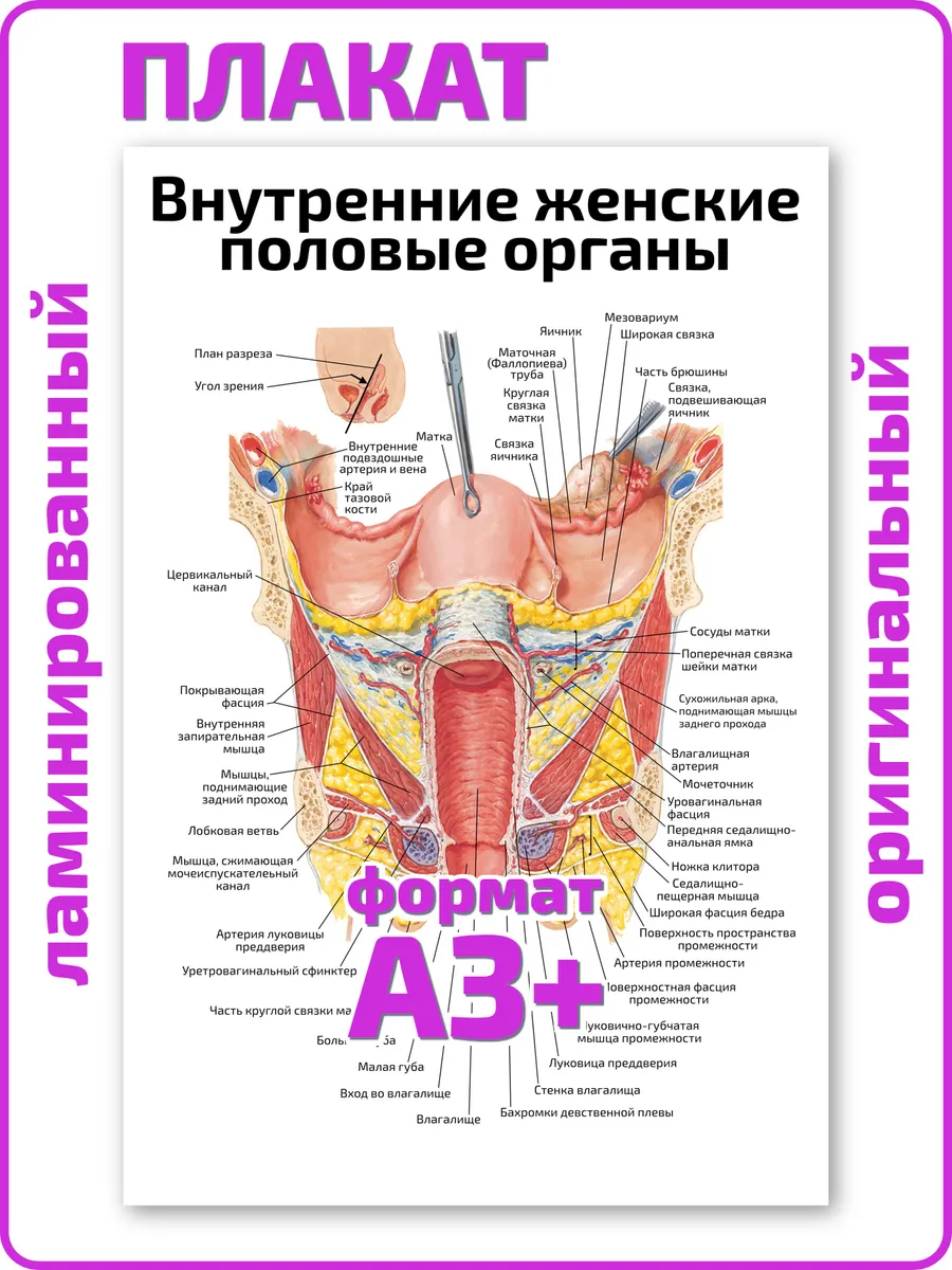 Строение женских гениталий 64 фото Строение женских гениталий 64 фото