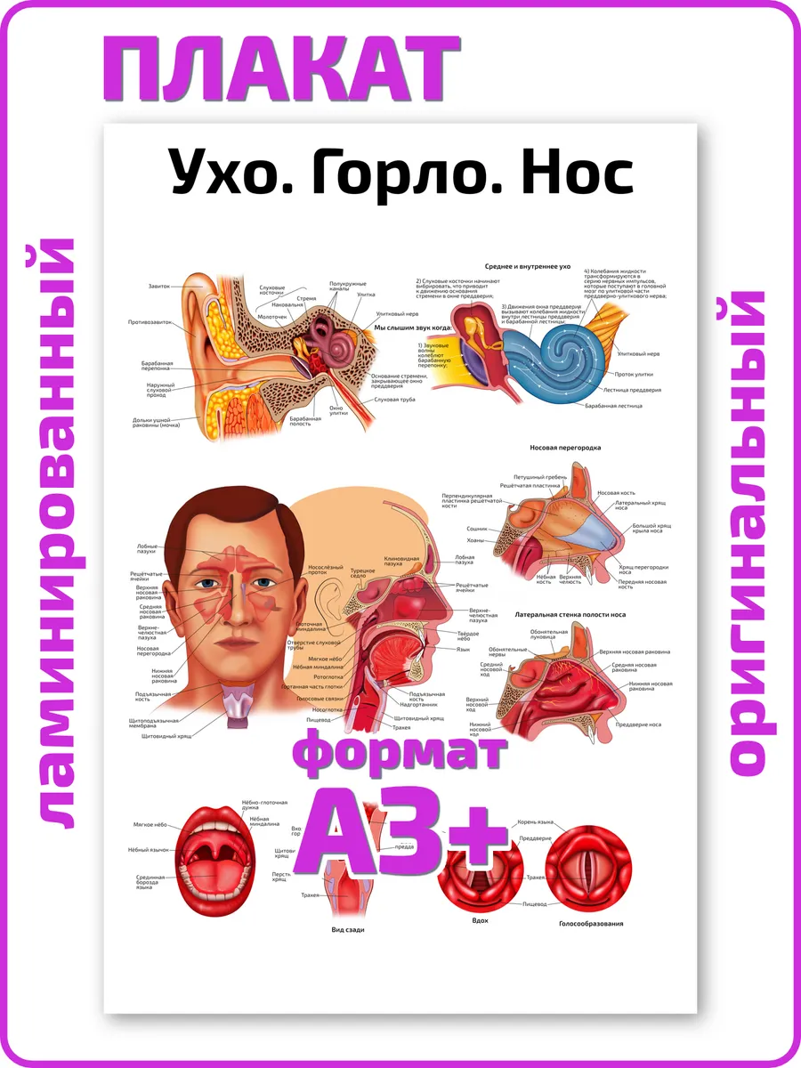 Ухо горло нос анатомия человека плакат А3 ламинированный