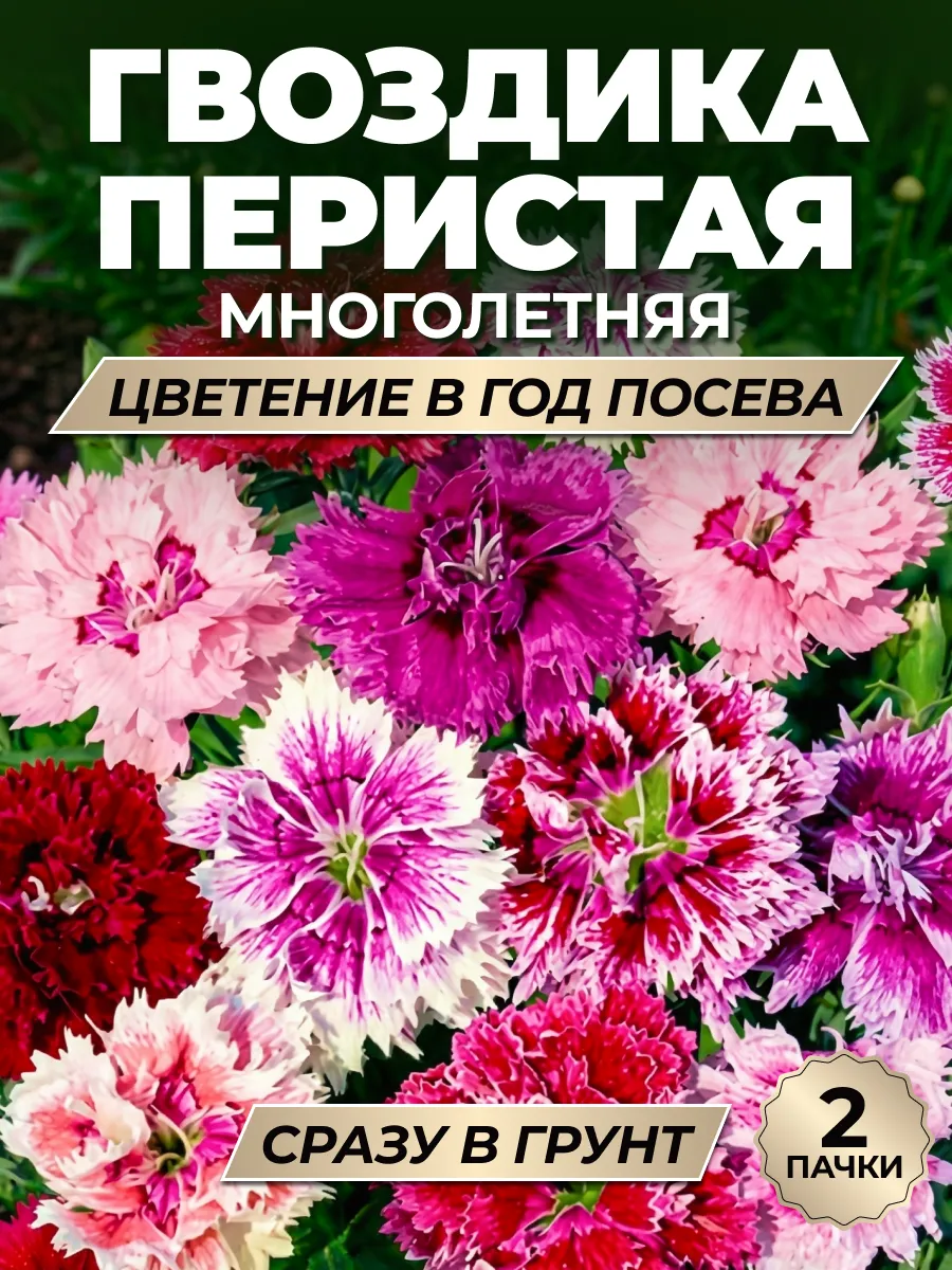 Семена Гвоздики перистой многолетней для сада 2шт