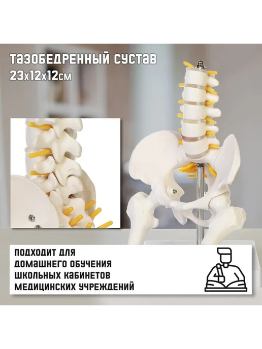 Funlandia Анатомическая модель поясничного отдела и таза, вариант