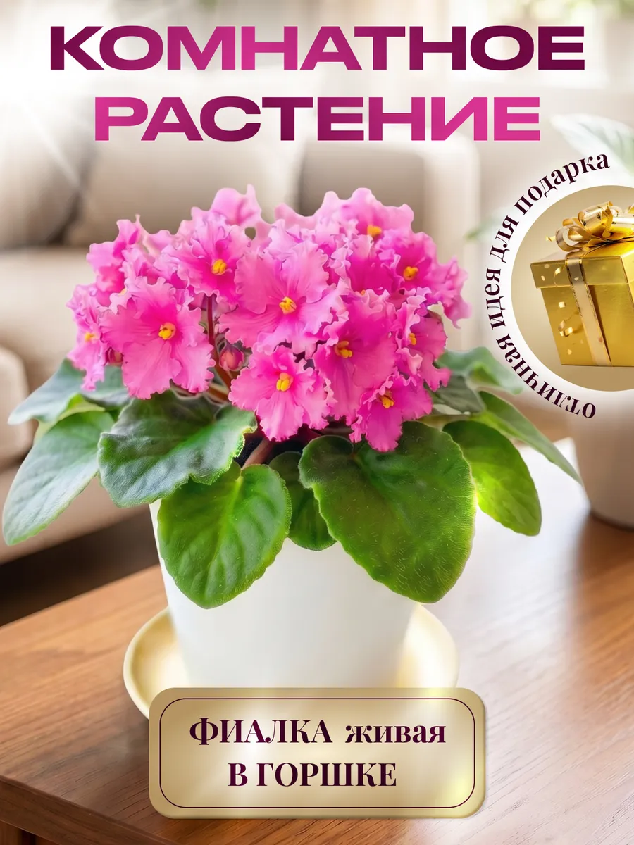 Фиалка цветущая