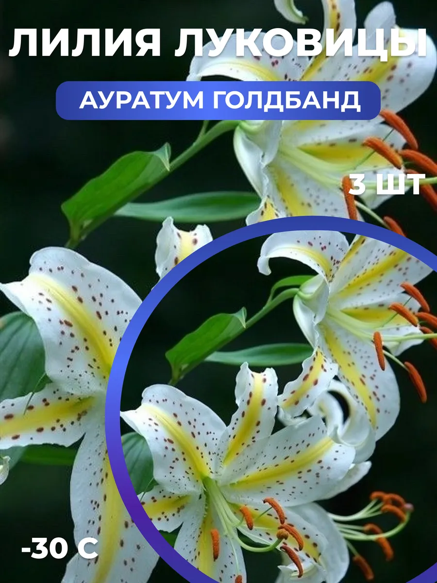 Лилии луковицы многолетние крупные морозостойкие