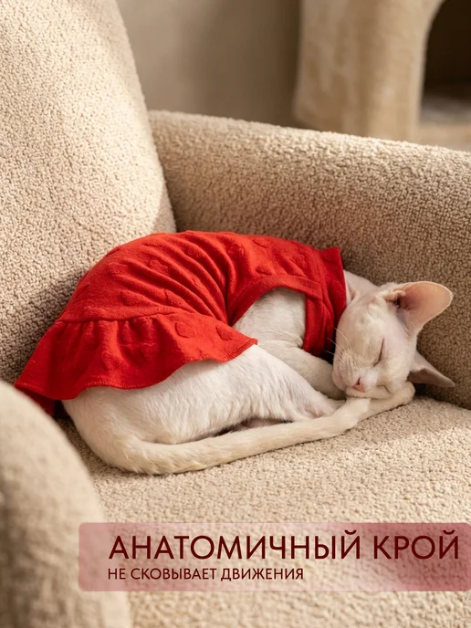 ALFAKOT Одежда для кошек. Платье для сфинксов взрослых из хлопка, вариант, фото 2