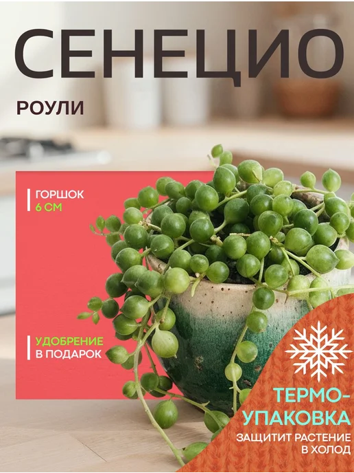 Весналия Крестовник Роули живое комнатное растение, зеленый