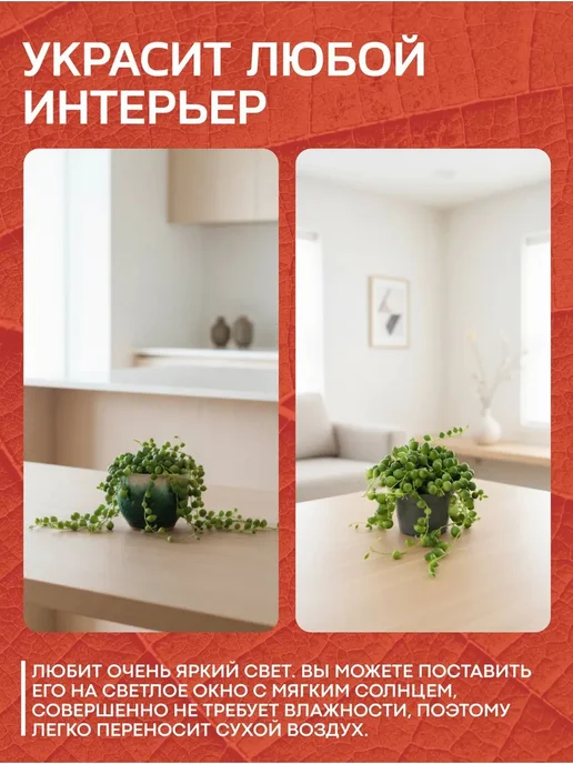 Весналия Крестовник Роули живое комнатное растение, зеленый, фото 5