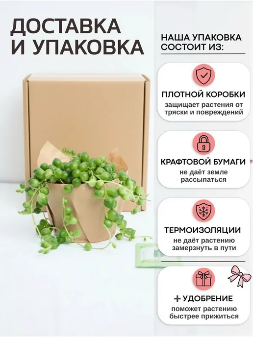 Весналия Крестовник Роули живое комнатное растение, зеленый, фото 6