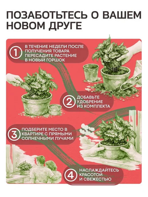 Весналия Крестовник Роули живое комнатное растение, зеленый, фото 7