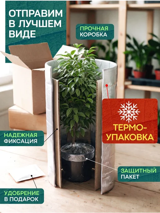 Весналия Крестовник Роули живое комнатное растение, зеленый, фото 8