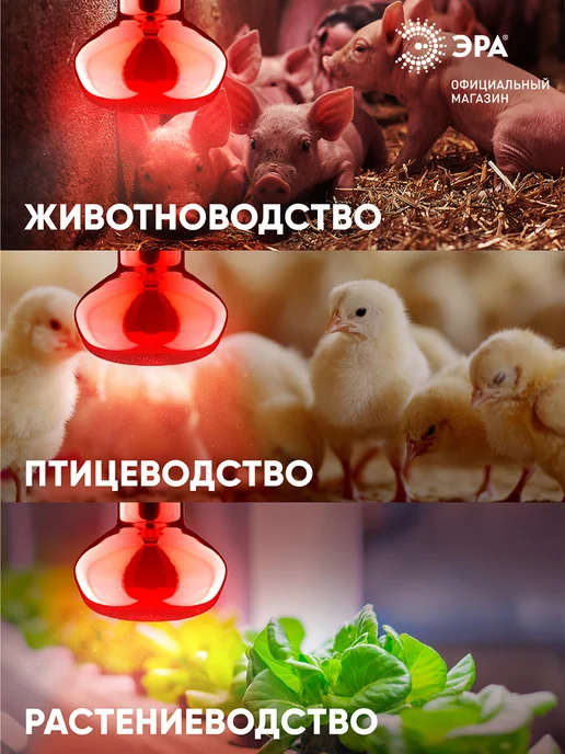 ЭРА Инфракрасная лампа для обогрева животных и освещения 100 Вт, 100 Вт, 2 шт, фото 2