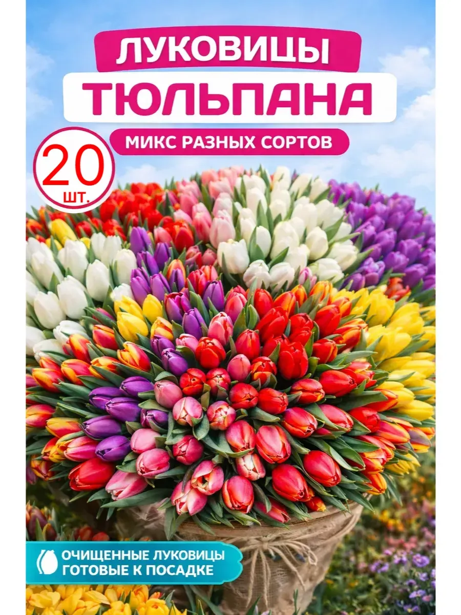 Луковицы тюльпанов