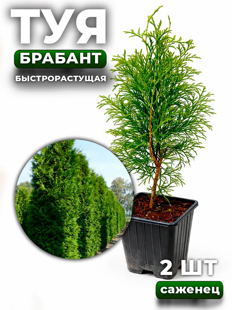 Туя саженец морозостойкая Брабант 3 года 2шт