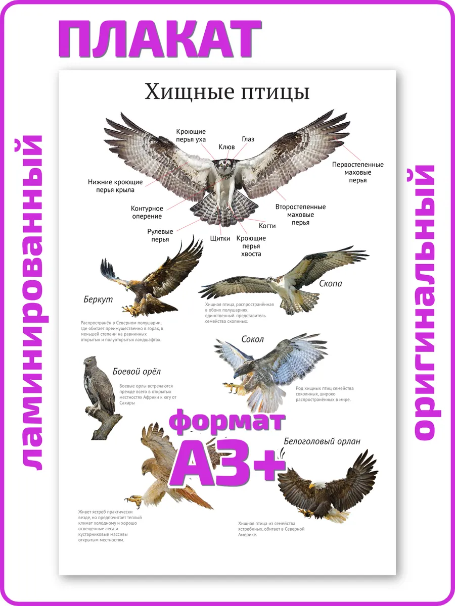 Хищные птицы для детей обучающий плакат А3 ламинированный