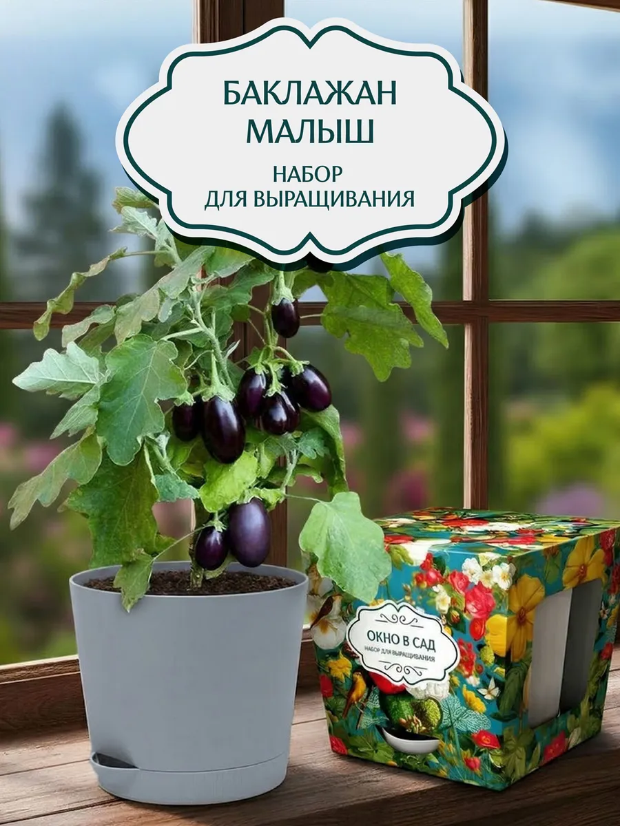 Баклажан Патио-малыш Набор для выращивания