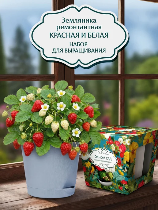 Окно в сад Земляника ремонтантная красная и белая Набор для выращивания, белый