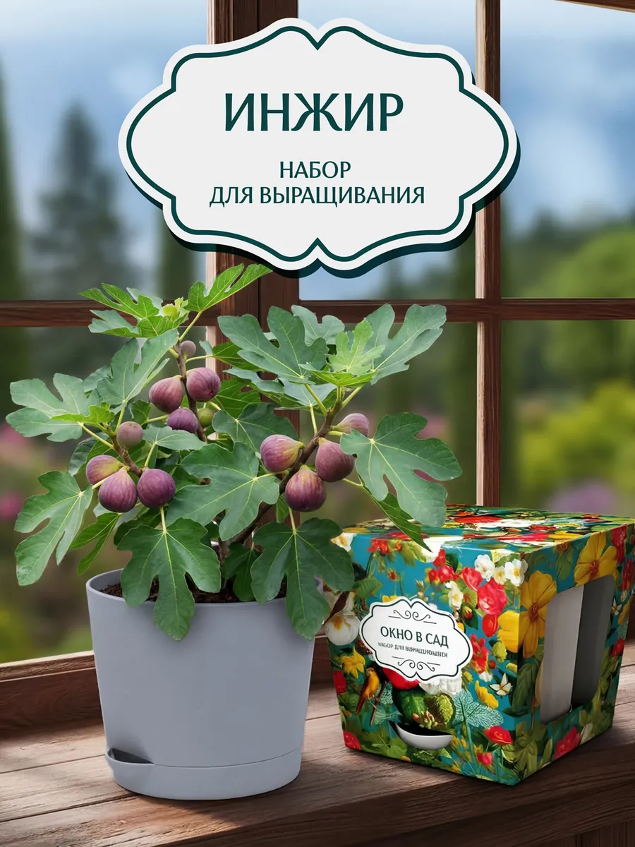 Инжир Набор для выращивания