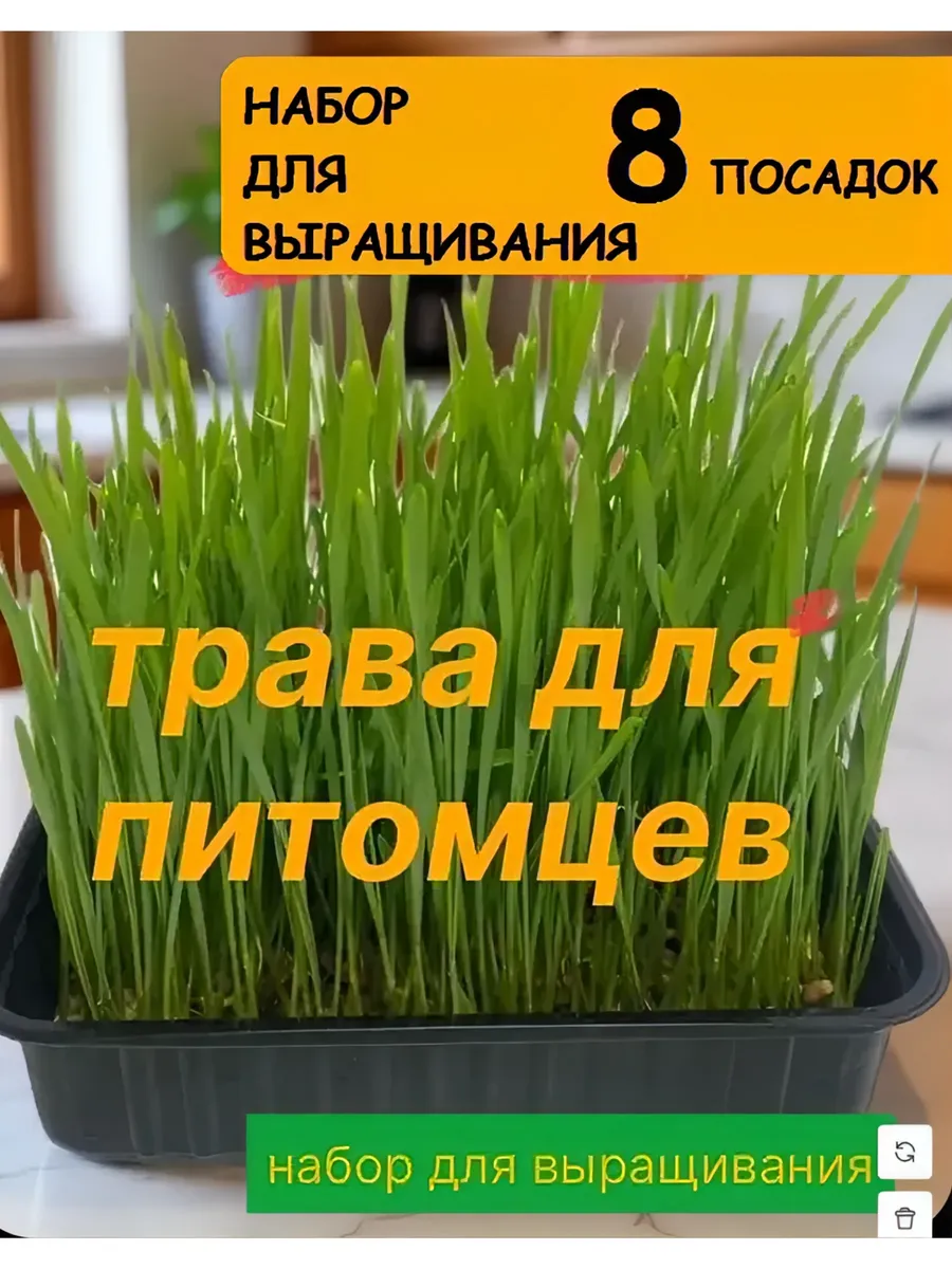 трава для кошек