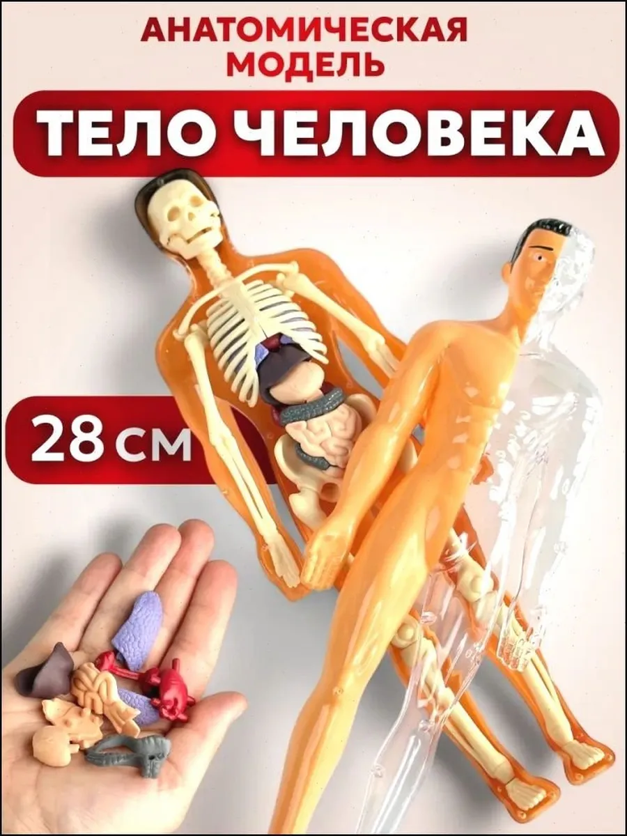 Анатомическая модель тела человека для детей