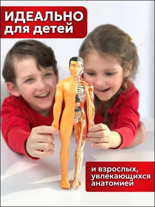 Анатомическая модель тела человека для детей, вариант, фото 2