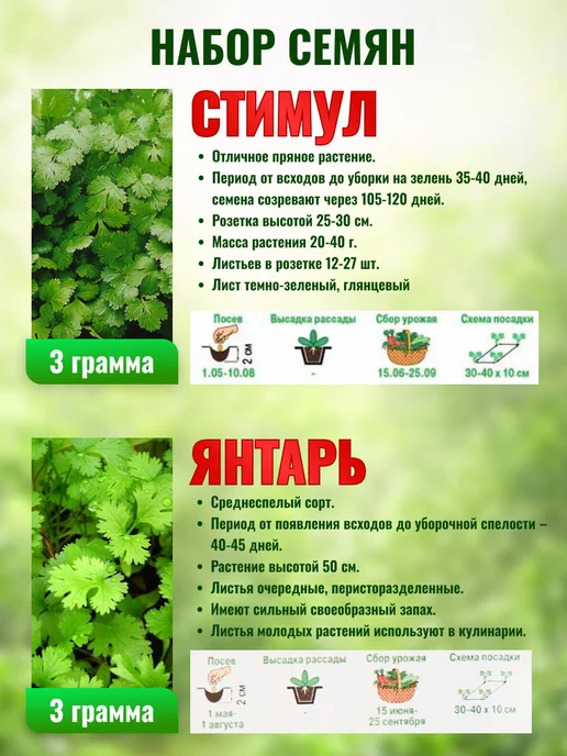 ПОИСК Семена кориандр набор для посадки в открытый грунт 2шт, 2 шт, фото 2