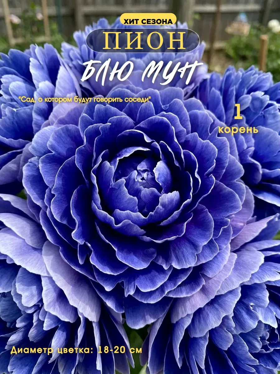 1 шт. Пион саженцы цветов Блю Мун