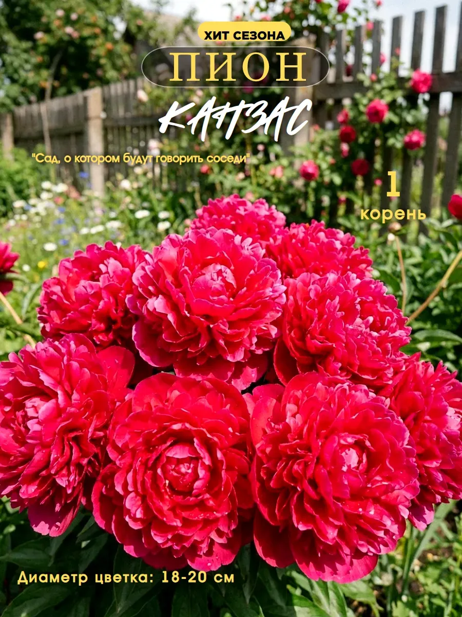 1 шт. Пион саженцы цветов Канзас